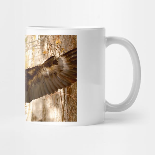 Bald Eagle in Flight by Scubagirlamy